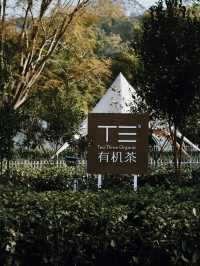 香港出發2天1夜｜英德西茶園豪華露營🏕️