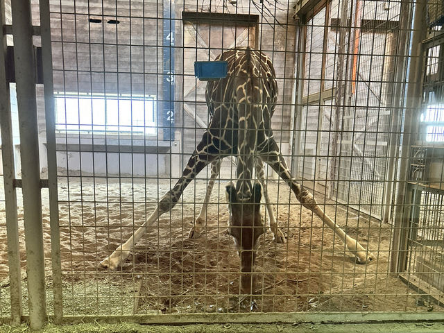 🇯🇵【愛媛県】子連れ旅行におすすめ！スタンプラリーが楽しい動物園🦁