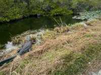 Into the Wild – Exploring the Untamed Beauty of Everglades National Park