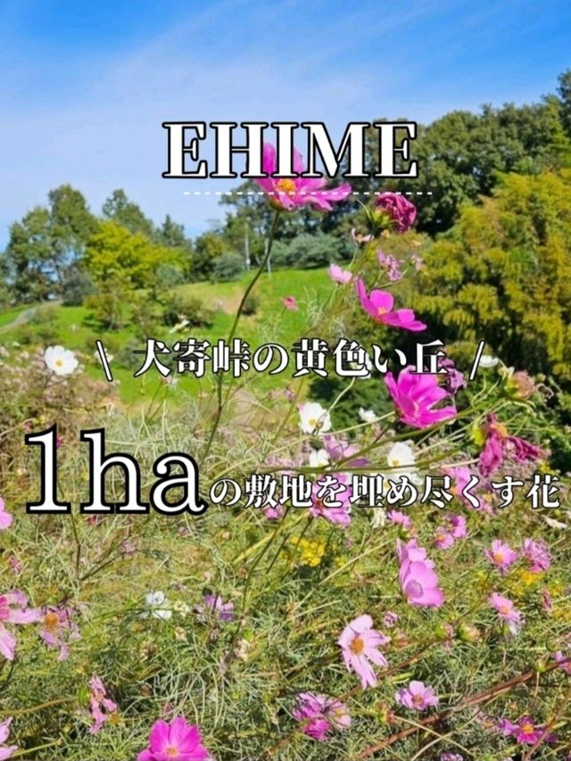 アサギマダラが見れる場所
