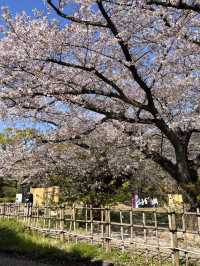 🏯 福岡城跡（舞鶴公園內）