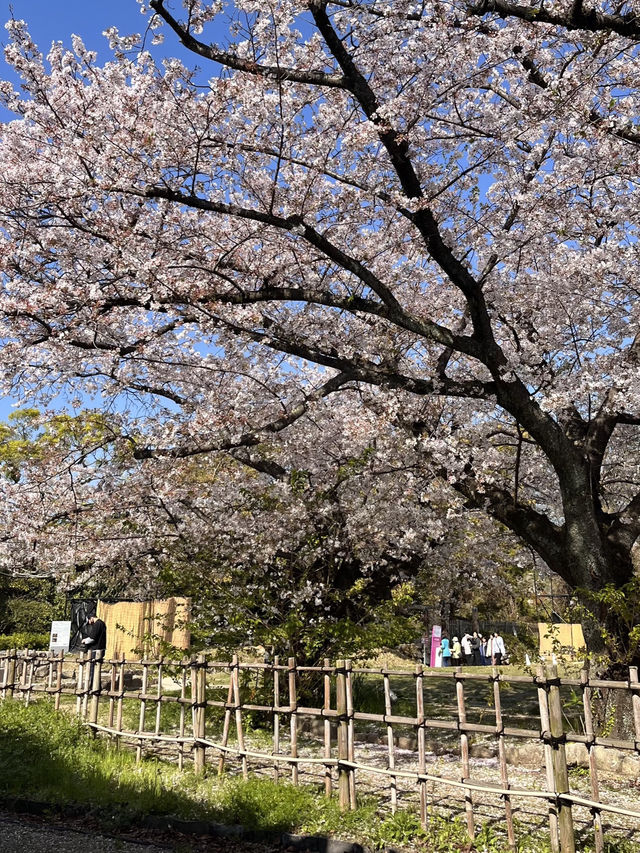 🏯 福岡城跡（舞鶴公園內）