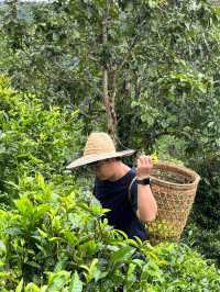 ไร่ชาภูตะวัน เชียงดาว