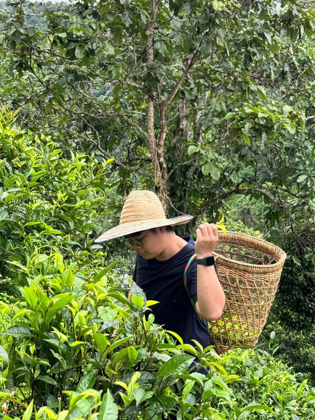 ไร่ชาภูตะวัน เชียงดาว
