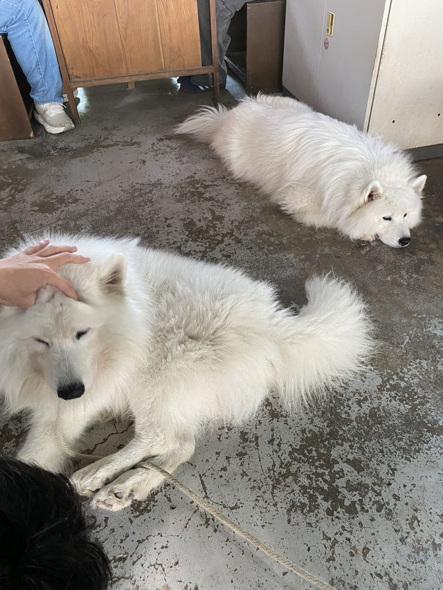 Joint.s คาเฟ่มะหมา🐶