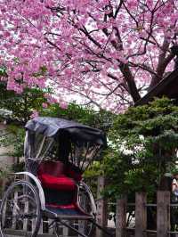【東京×浅草】 ミモザと河津桜の大人気映えスポット！！