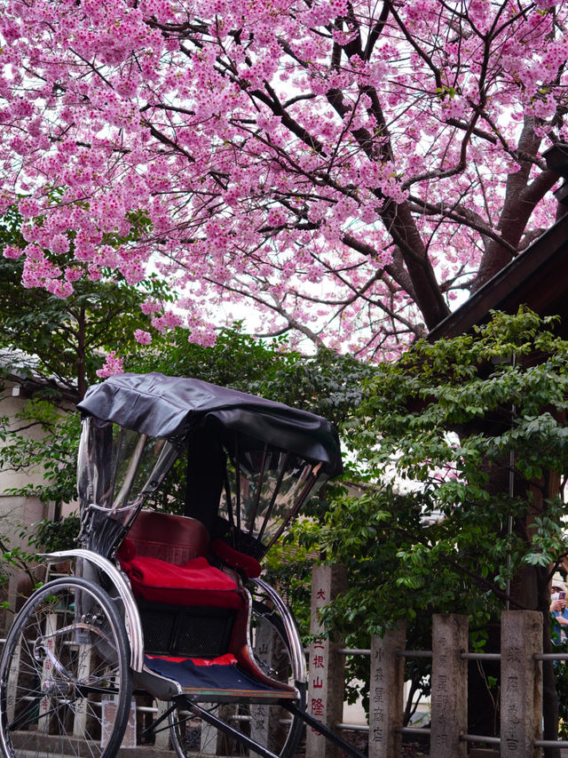 【東京×浅草】 ミモザと河津桜の大人気映えスポット！！