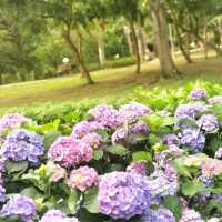 Daan Forest Park