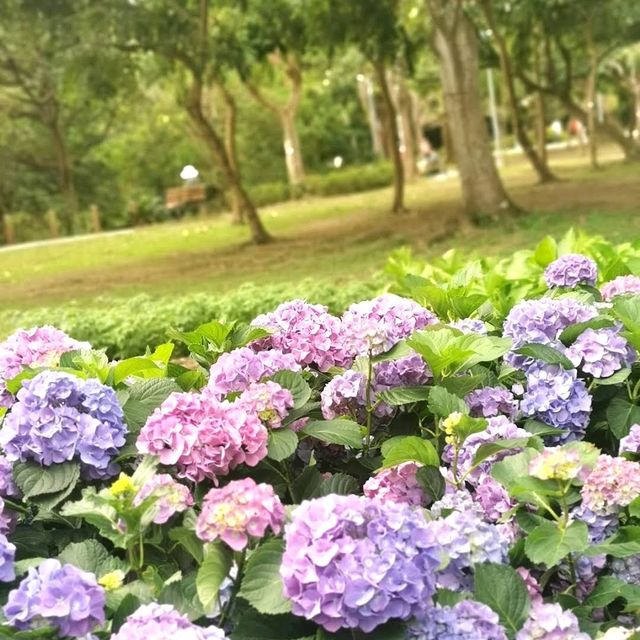 Daan Forest Park