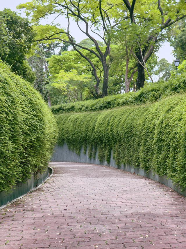 Fort Canning Tree Tunnel 📸🌿