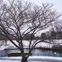 文來公園：冰雪童話世界 ❄️🏞️
