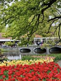Keukenhof – A Dreamlike Stroll Through a Sea of Tulips