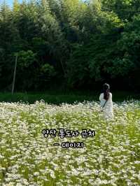 봄이 오면 달려가야하는 부산근교 봄꽃 명소