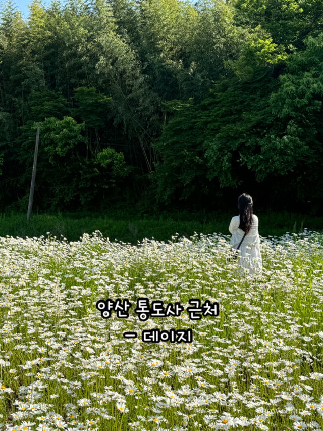 봄이 오면 달려가야하는 부산근교 봄꽃 명소