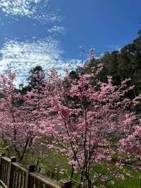 杉林溪櫻花美景