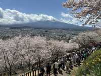  東京至淺間公園之旅：富士山與櫻花的完美配合