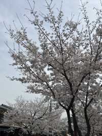 🌸 京都嵐山的櫻花與竹林交融：一場難忘的絕景之旅 🌿