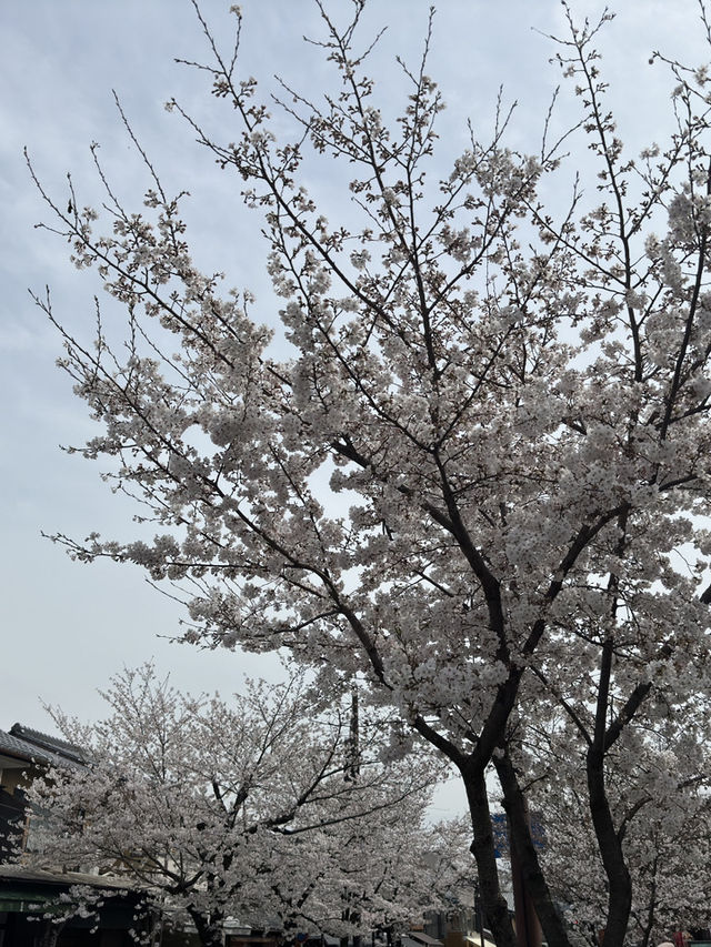 🌸 京都嵐山的櫻花與竹林交融：一場難忘的絕景之旅 🌿