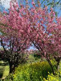 Hanamiyama Park ซากุระเต็มเขา เที่ยวฟุกุชิมะต้องมา