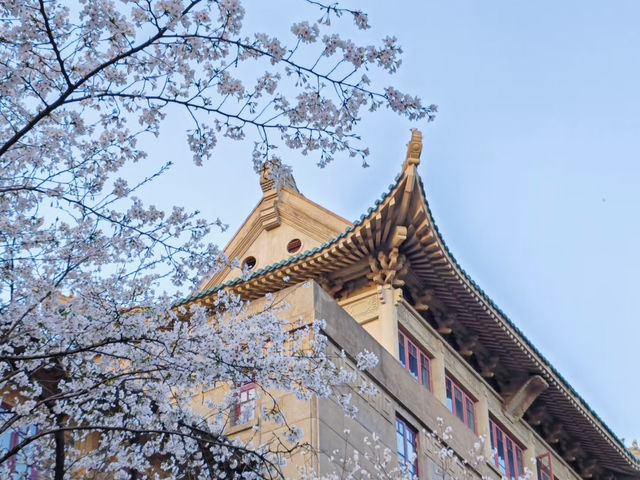 比日本更好看的櫻花🌸武漢賞櫻2025