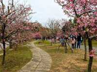 中科崴立櫻花公園賞櫻美景