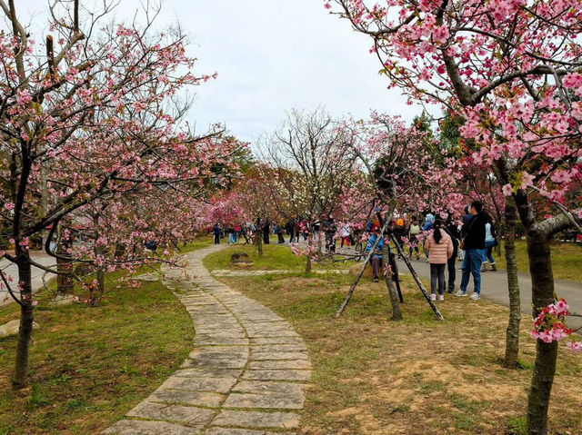 中科崴立櫻花公園賞櫻美景