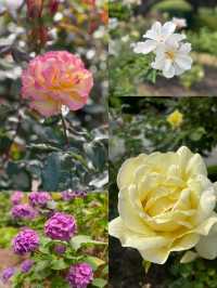 花園城市內的基督城植物園