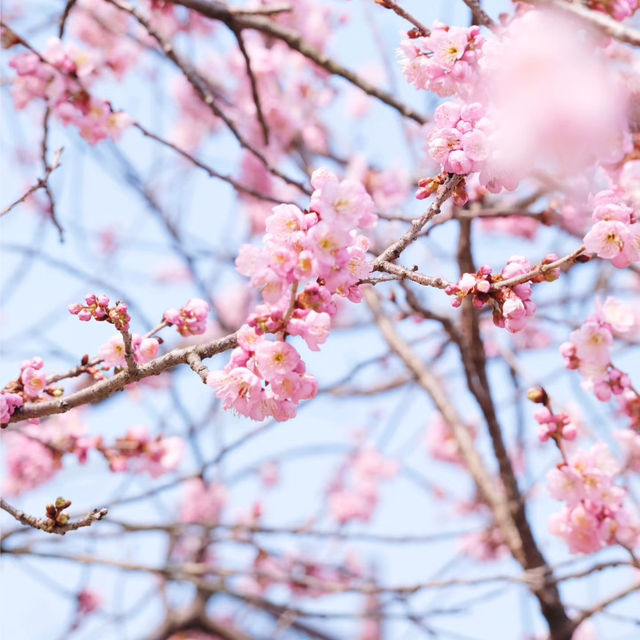 🌈安福路～櫻花之旅🌸