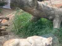 Okinawa Zoo & Museum