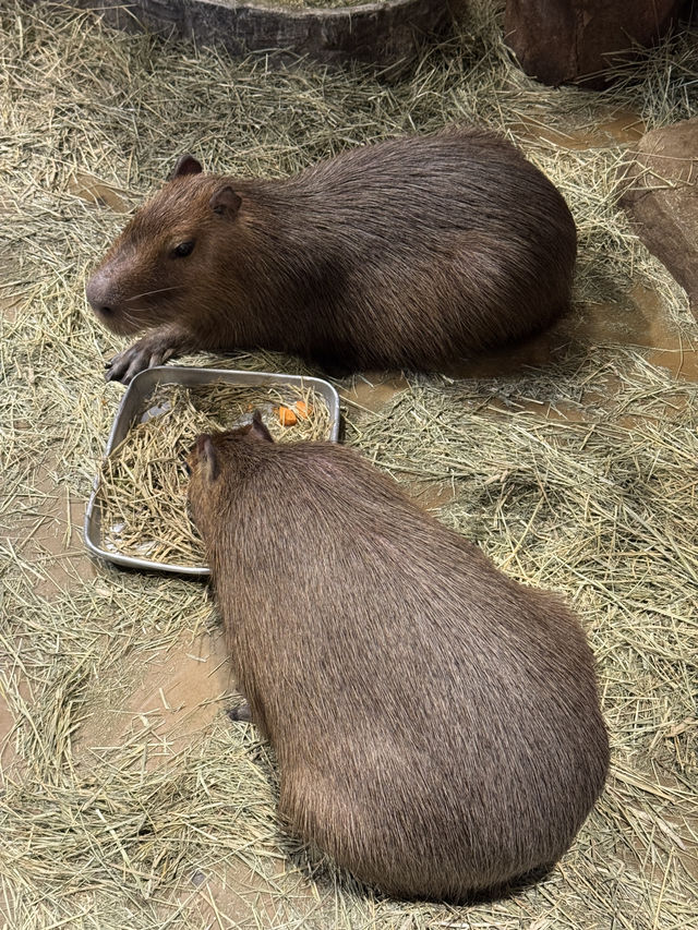首爾動物愛好者一日遊：與自然親密接觸的樂園🦁🐒