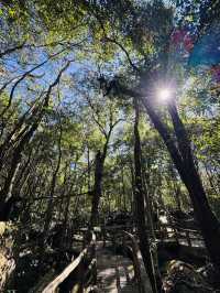 ใบเมเปิ้ลแดง อุทยานแห่งชาติภูหลวง ฟีลญี่ปุ่นนะ
