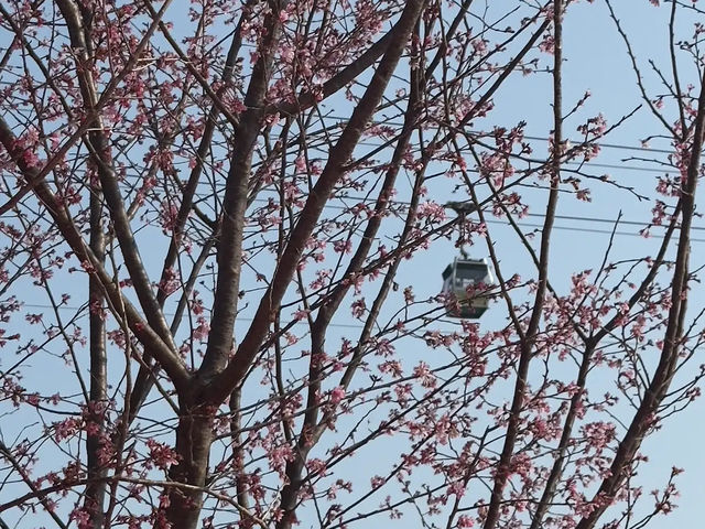 🌸 **觀景山櫻花園（赤鱲角南路）遊覽觀賞櫻花分享** 🌸