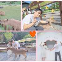 斑比山丘⛰️小鹿斑比的Wonderland🦌