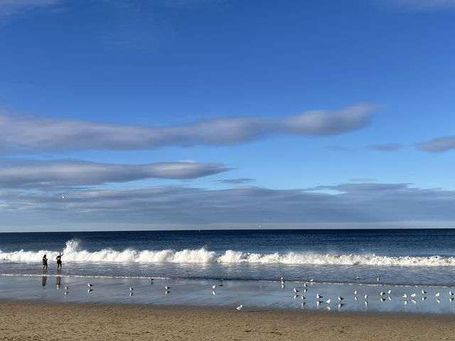 澳洲雪梨_超舒適沙灘海邊「曼利海灘Manly Beach」