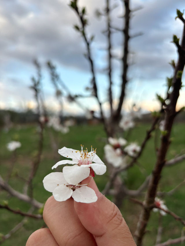 Cherry Blossom in Kyrgystan😍