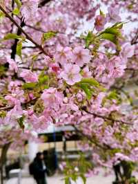 🌸 Sakura Blooming at Ueno Park 🌸