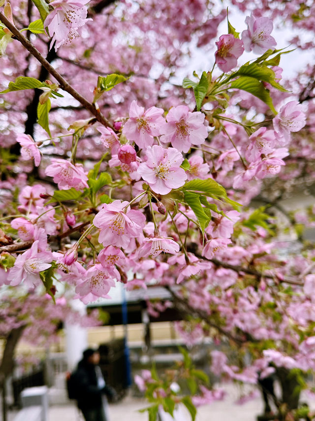 🌸 Sakura Blooming at Ueno Park 🌸
