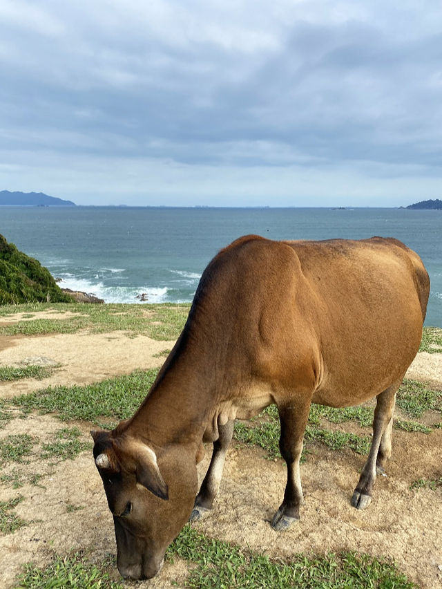來西貢與世隔絕的小島看牛啦～🐂
