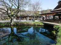 Chasing Sakura at Oshino Hakkai Village