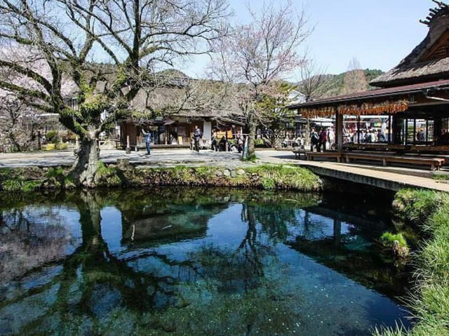 Chasing Sakura at Oshino Hakkai Village