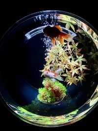 流光水境：藝術水族館的夢幻之旅
