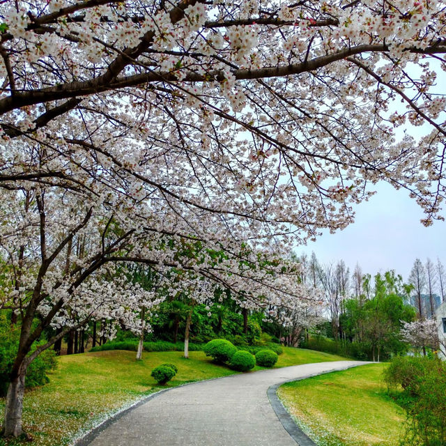 赤水竹海公園～微雨中的“櫻花雨”