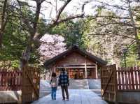 Chasing Sakura at Hokkaido Jingu