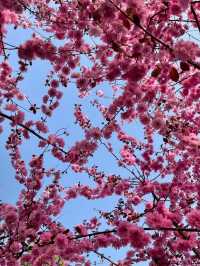 Cherry Blossom 🌸 trip to Yulin