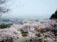 Chasing Sakura at Hosshin Park in Kurume City