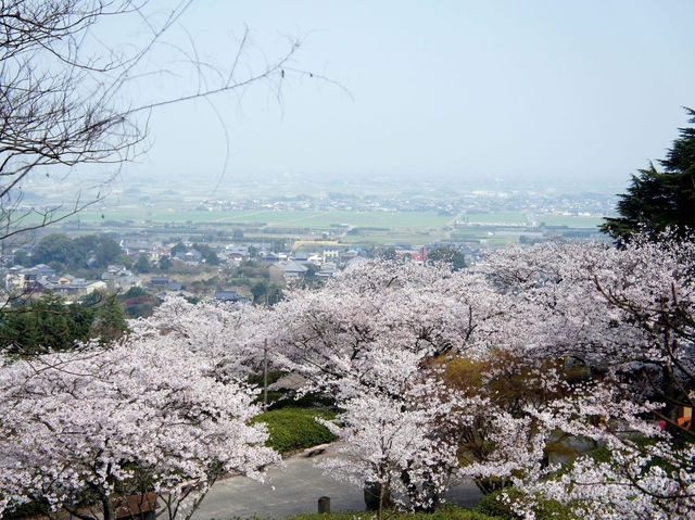 Chasing Sakura at Hosshin Park in Kurume City