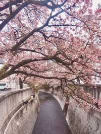 Chasing Sakura at Atami Streets