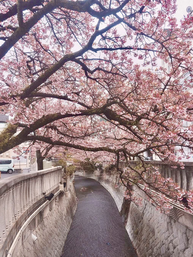 Chasing Sakura at Atami Streets