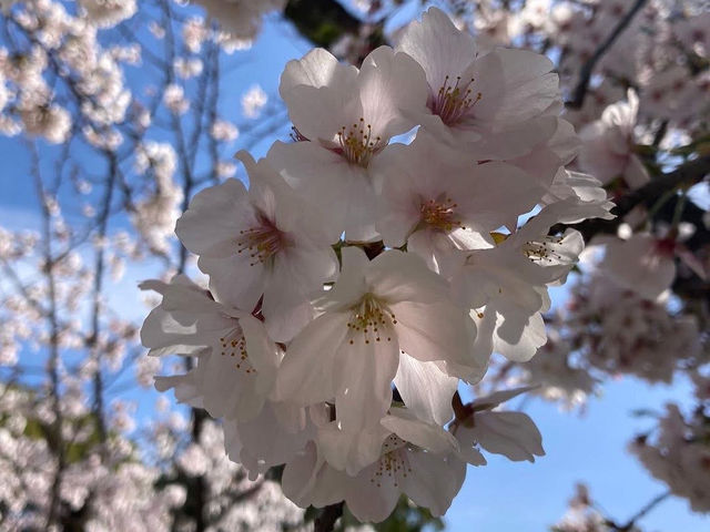 名古屋名城公園賞櫻美景