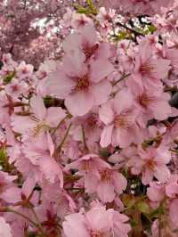 京都河津賞櫻🌸之旅🩵